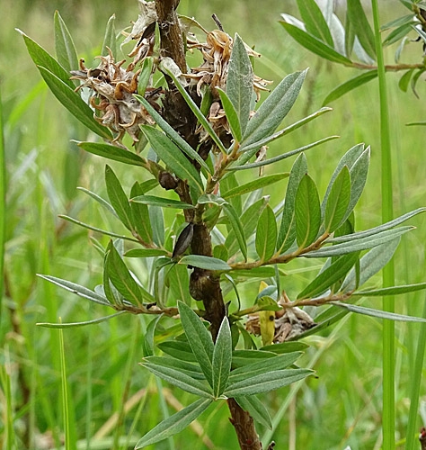 Pflanzenbild gross Moor-Weide - Salix repens