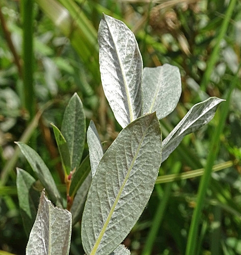 Pflanzenbild gross Moor-Weide - Salix repens