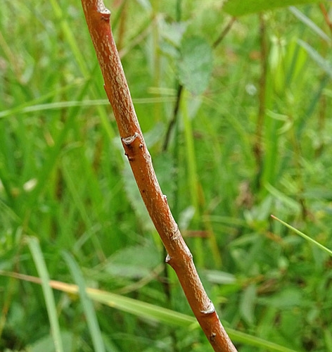 Pflanzenbild gross Moor-Weide - Salix repens