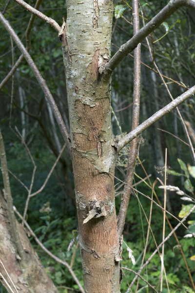 Pflanzenbild gross Mandel-Weide - Salix triandra