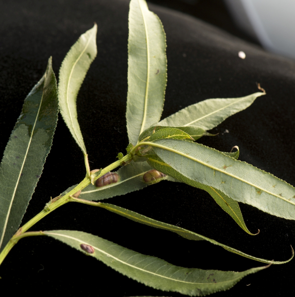 Pflanzenbild gross Mandel-Weide - Salix triandra