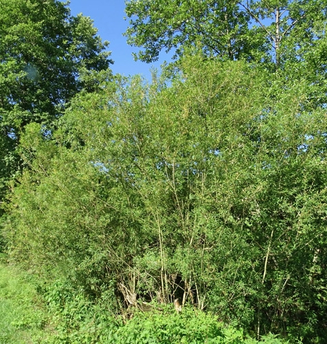 Pflanzenbild gross Mandel-Weide - Salix triandra