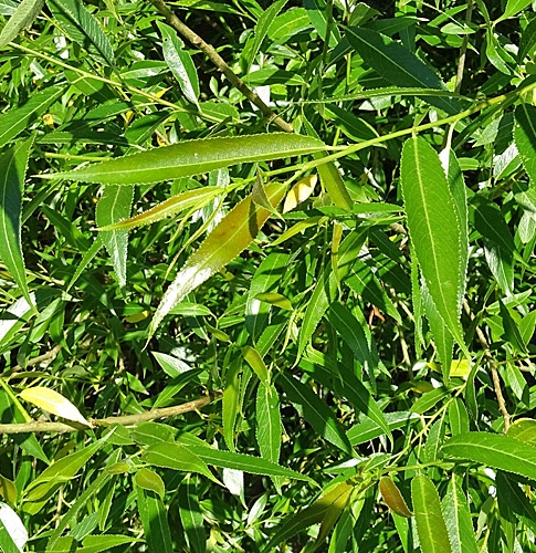 Pflanzenbild gross Mandel-Weide - Salix triandra