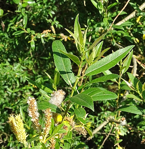 Pflanzenbild gross Mandel-Weide - Salix triandra