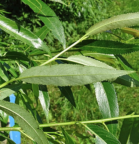 Pflanzenbild gross Mandel-Weide - Salix triandra
