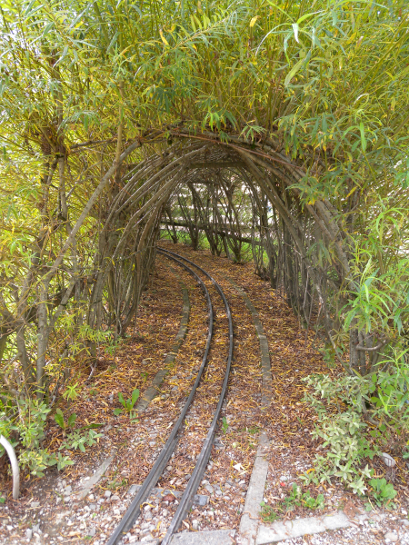 Pflanzenbild gross Korb-Weide - Salix viminalis