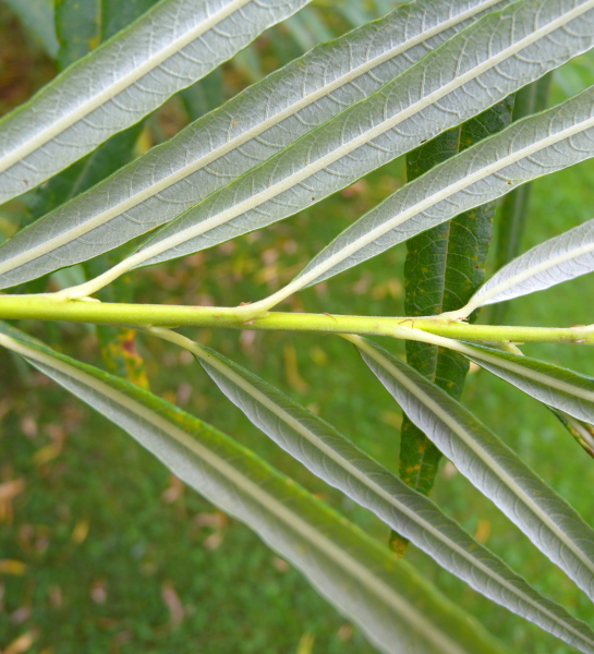 Pflanzenbild gross Korb-Weide - Salix viminalis