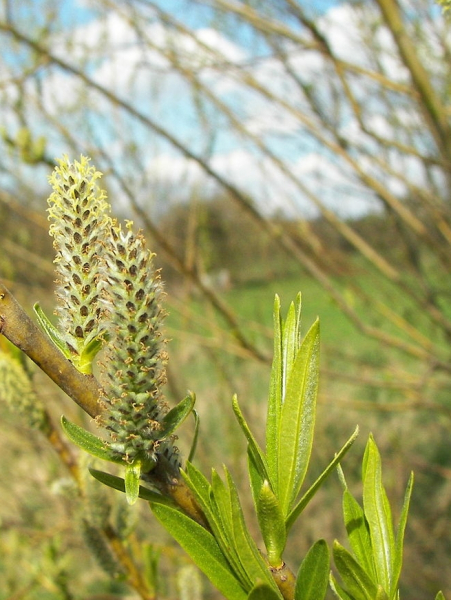 Pflanzenbild gross Korb-Weide - Salix viminalis