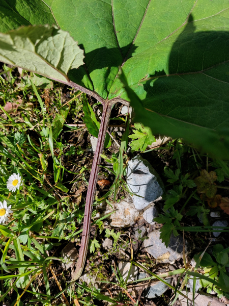 Pflanzenbild gross Rote Pestwurz - Petasites hybridus