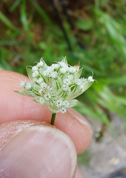Pflanzenbild gross Kleine Sterndolde - Astrantia minor