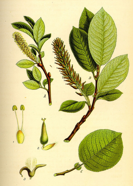 Pflanzenbild gross Spiessblättrige Weide - Salix hastata