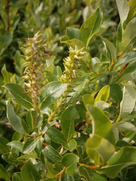 Pflanzenbild gross Spiessblättrige Weide - Salix hastata