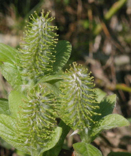 Pflanzenbild gross Spiessblättrige Weide - Salix hastata