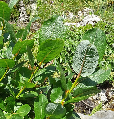 Pflanzenbild gross Spiessblättrige Weide - Salix hastata