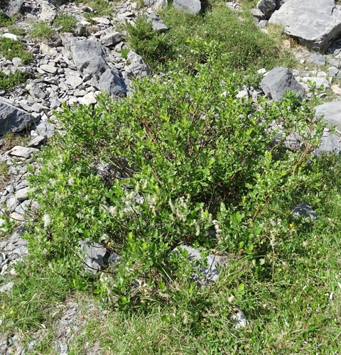 Pflanzenbild gross Spiessblättrige Weide - Salix hastata