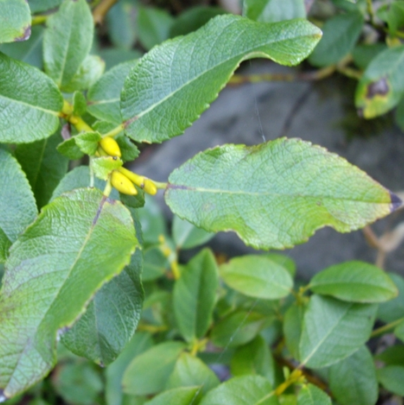 Pflanzenbild gross Spiessblättrige Weide - Salix hastata