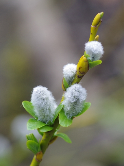 Pflanzenbild gross Spiessblättrige Weide - Salix hastata
