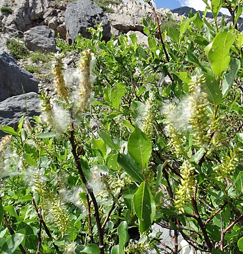 Pflanzenbild gross Spiessblättrige Weide - Salix hastata
