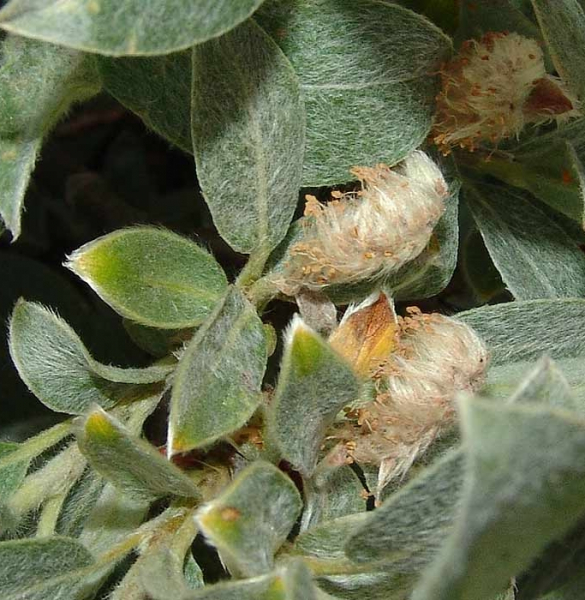 Pflanzenbild gross Seidenhaarige Weide - Salix glaucosericea