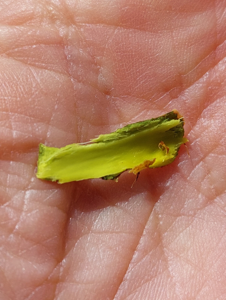 Pflanzenbild gross Reif-Weide - Salix daphnoides