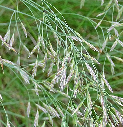 Pflanzenbild gross Bunt-Schwingel - Festuca varia aggr.