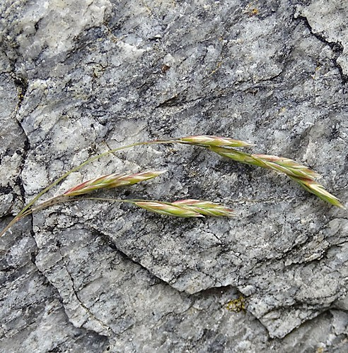 Pflanzenbild gross Bunt-Schwingel - Festuca varia aggr.