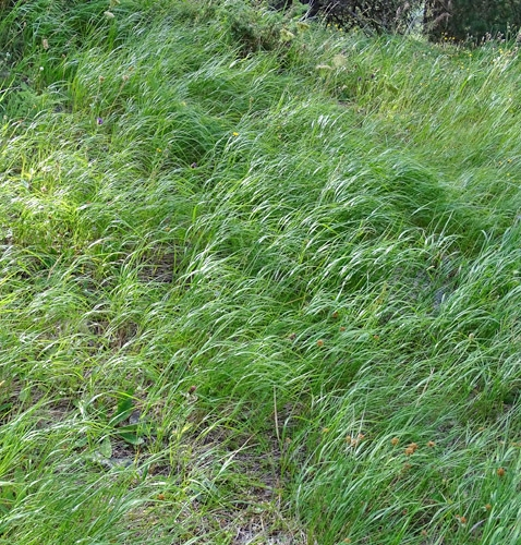 Pflanzenbild gross Wolliges Reitgras - Calamagrostis villosa