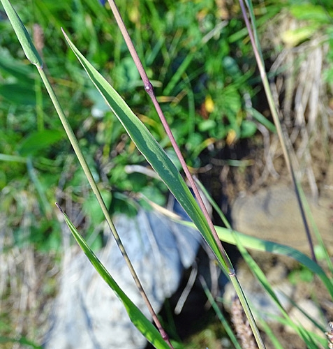 Pflanzenbild gross Behaartes Lieschgras - Phleum hirsutum