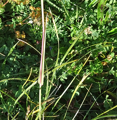 Pflanzenbild gross Behaartes Lieschgras - Phleum hirsutum