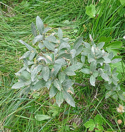 Pflanzenbild gross Seidenhaarige Weide - Salix glaucosericea