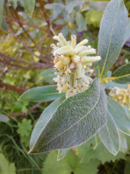 Pflanzenbild gross Seidenhaarige Weide - Salix glaucosericea