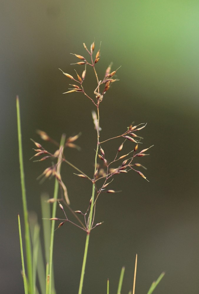 Pflanzenbild gross Alpen-Straussgras - Agrostis alpina