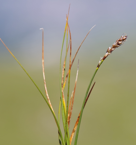 Pflanzenbild gross Nacktried - Elyna myosuroides