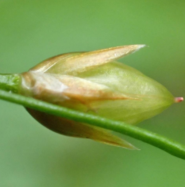 Pflanzenbild gross Gelbliche Hainsimse - Luzula luzulina