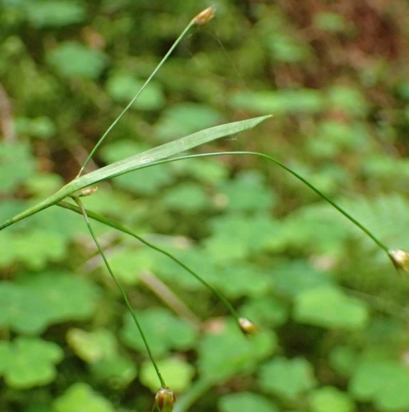 Pflanzenbild gross Gelbliche Hainsimse - Luzula luzulina