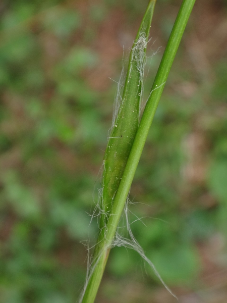 Pflanzenbild gross Gelbliche Hainsimse - Luzula luzulina