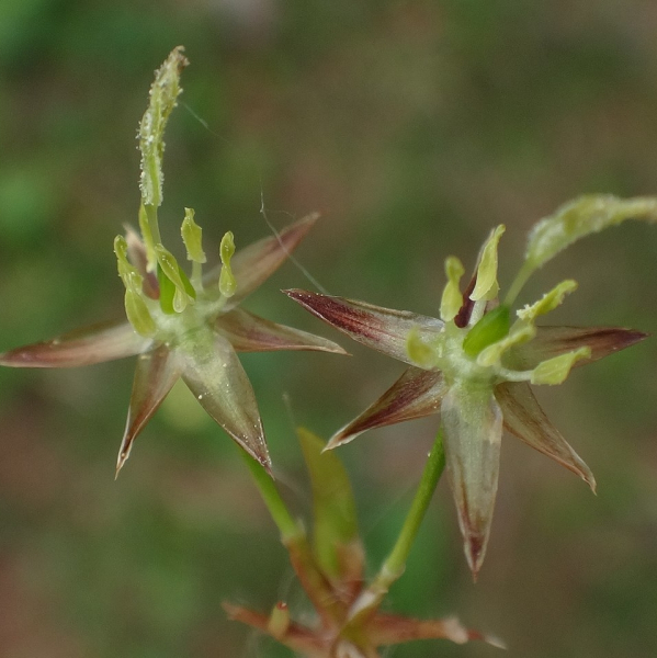 Pflanzenbild gross Gelbliche Hainsimse - Luzula luzulina