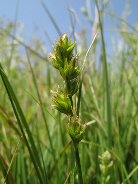 Pflanzenbild gross Stachel-Segge - Carex muricata aggr.