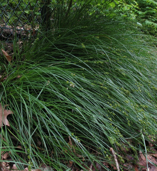Pflanzenbild gross Stachel-Segge - Carex muricata aggr.