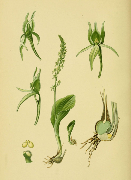 Pflanzenbild gross Einblatt - Malaxis monophyllos