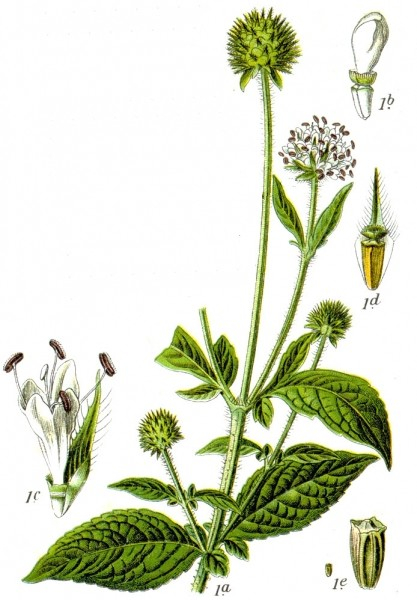 Pflanzenbild gross Behaarte Karde - Dipsacus pilosus