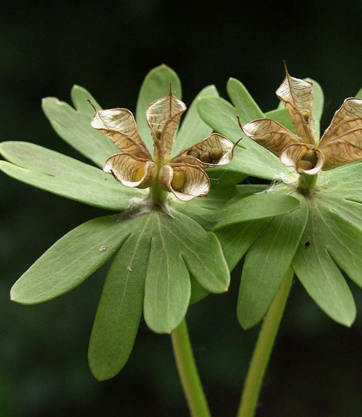 Pflanzenbild gross Winterling - Eranthis hyemalis