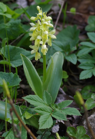Pflanzenbild gross Blasses Knabenkraut - Orchis pallens
