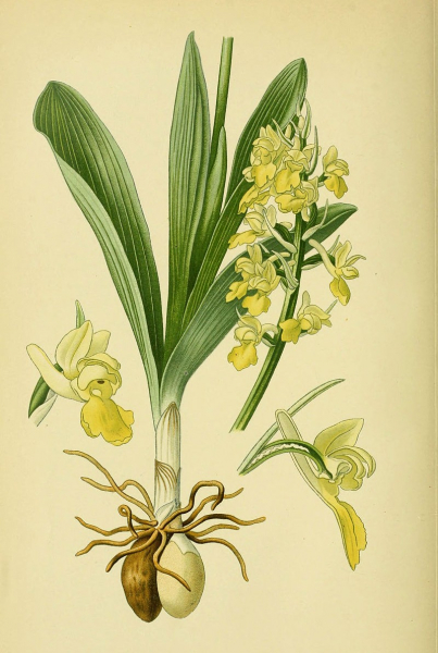 Pflanzenbild gross Blasses Knabenkraut - Orchis pallens