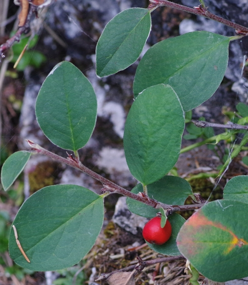 Pflanzenbild gross Kahle Steinmispel - Cotoneaster integerrimus