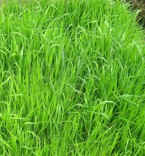 Pflanzenbild gross Fieder-Zwenke - Brachypodium pinnatum aggr.