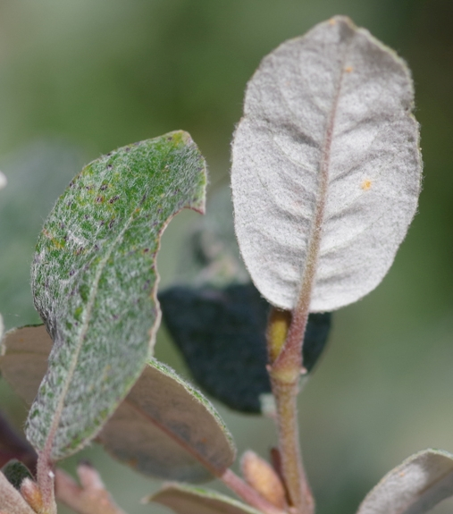 Pflanzenbild gross Schweizer Weide - Salix helvetica