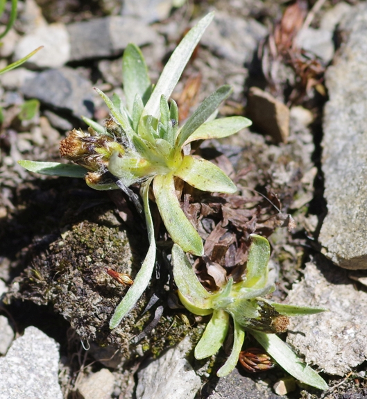 Pflanzenbild gross Niedriges Ruhrkraut - Gnaphalium supinum