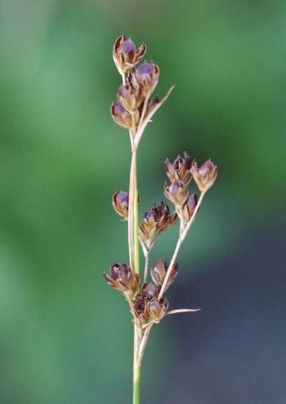 Pflanzenbild gross Alpen-Binse - Juncus alpinoarticulatus