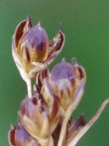Pflanzenbild gross Alpen-Binse - Juncus alpinoarticulatus